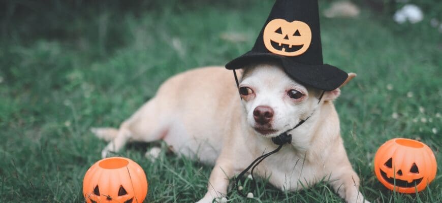 Portrait,Of,Brown,Short,Hair,Chihuahua,Dog,Wearing,Halloween,Witch